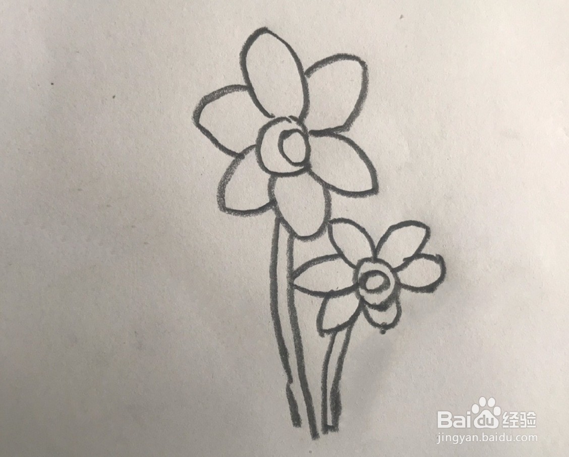 【简笔画】水仙花的分步画法
