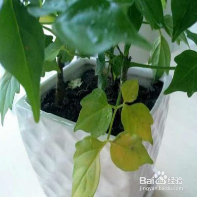 植物叶子发黄怎么办