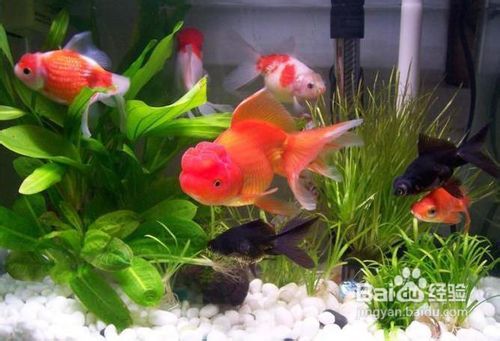 养鱼知识之家庭养金鱼