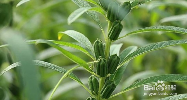 芝麻需要什么肥芝麻叶面肥的施肥要点有哪些