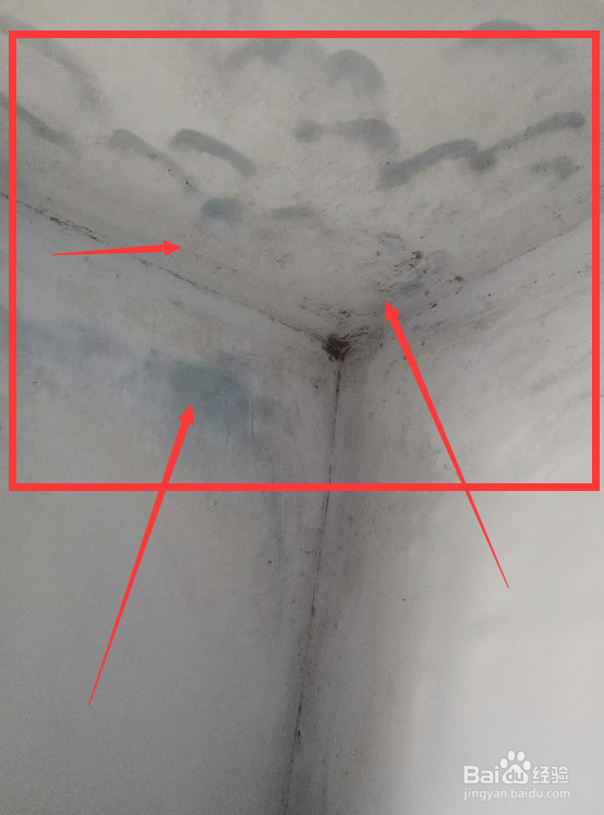 除霉剂真的能去除霉吗