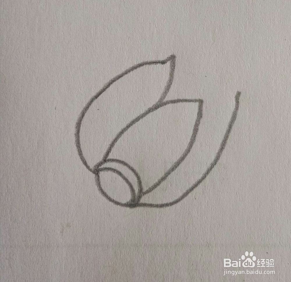儿童简笔画白菜画法三