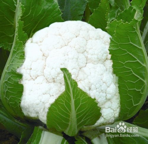 减肥蔬小集锦
