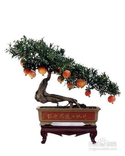 石榴盆景的造型和制作技术