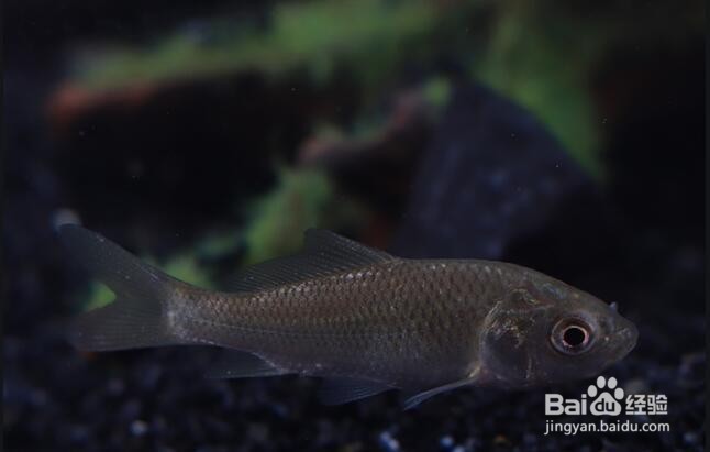 怎么判断钓底还是钓浮