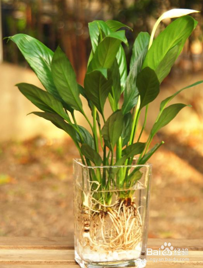 鲜花泡水里面怎样保存