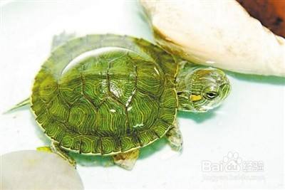 如何养一只小乌龟