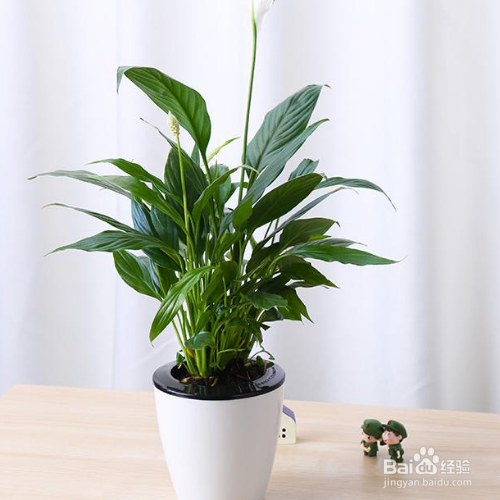 白掌的养殖方法