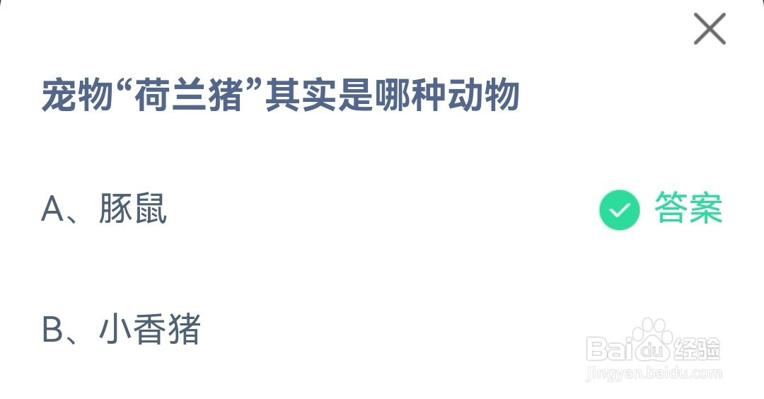蚂蚁庄园宠物荷兰猪其实是哪种动物