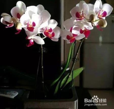 君子兰蝴蝶兰，低温冻一冻，一口气开花50朵！