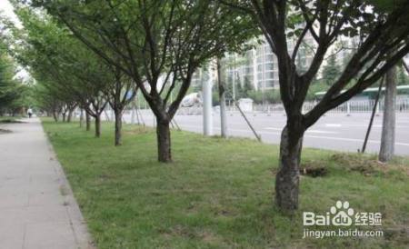 街道旁的行道树会缺水,原来是这原因