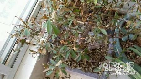 这些花那么好看，却总被你养死，怎么回事
