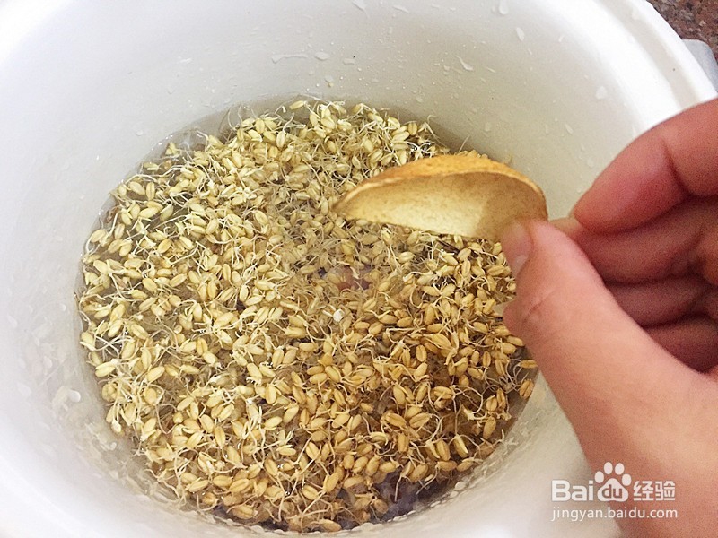 麦芽瘦肉汤怎么做