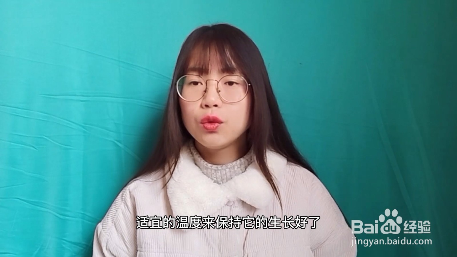 绿萝的养殖方法和注意事项