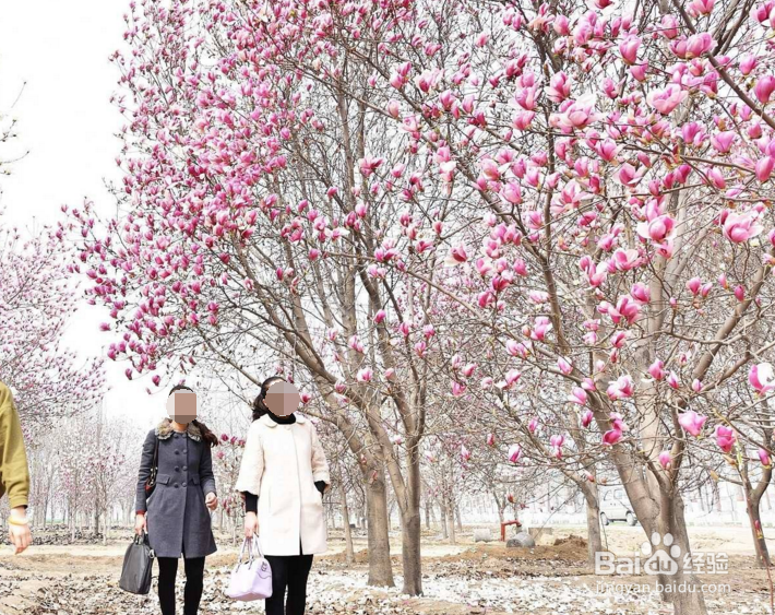 春季踏青赏花出游要注意什么？