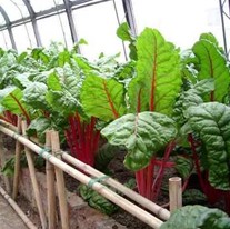 那些不常吃营养价值又高的食品