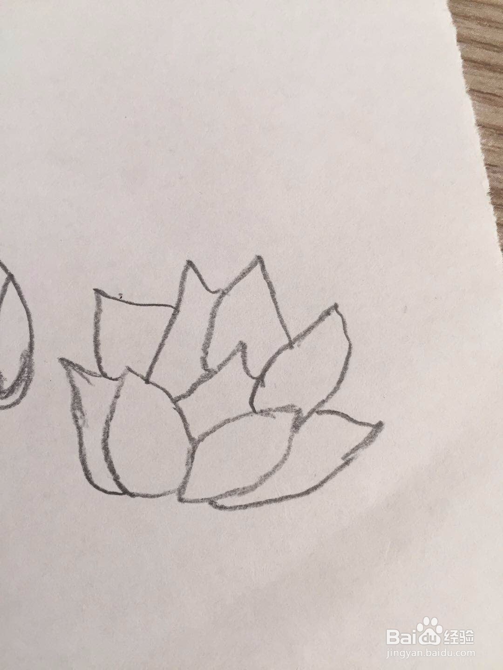 简笔画荷花的画法步骤