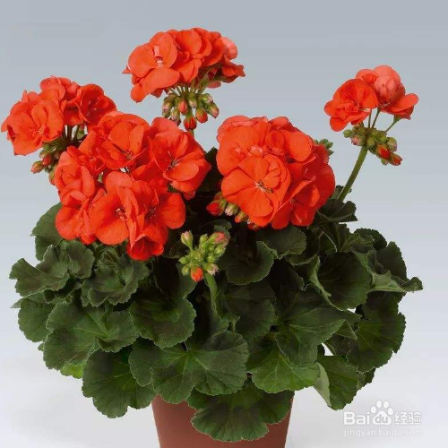 在家中该如何养殖天竺葵？