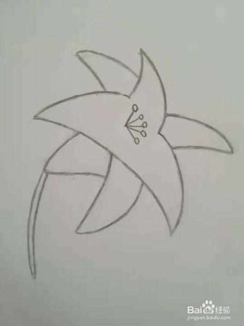 怎么简单画百合花？