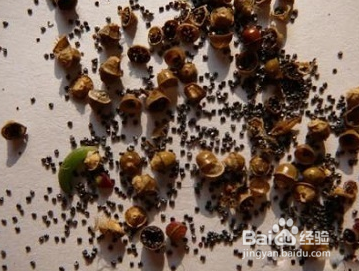 怎样种太阳花的种子