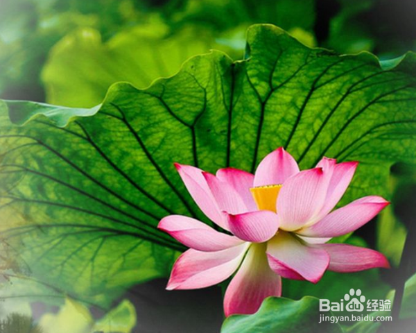 荷花怎么养殖？