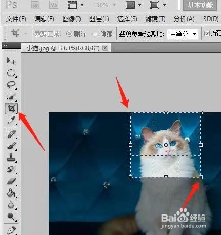 用PS制作动态猫咪表情包