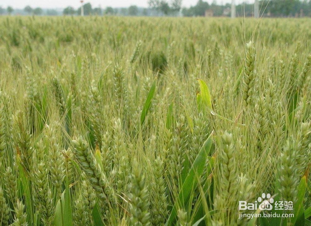 怎么样的小麦种子好？