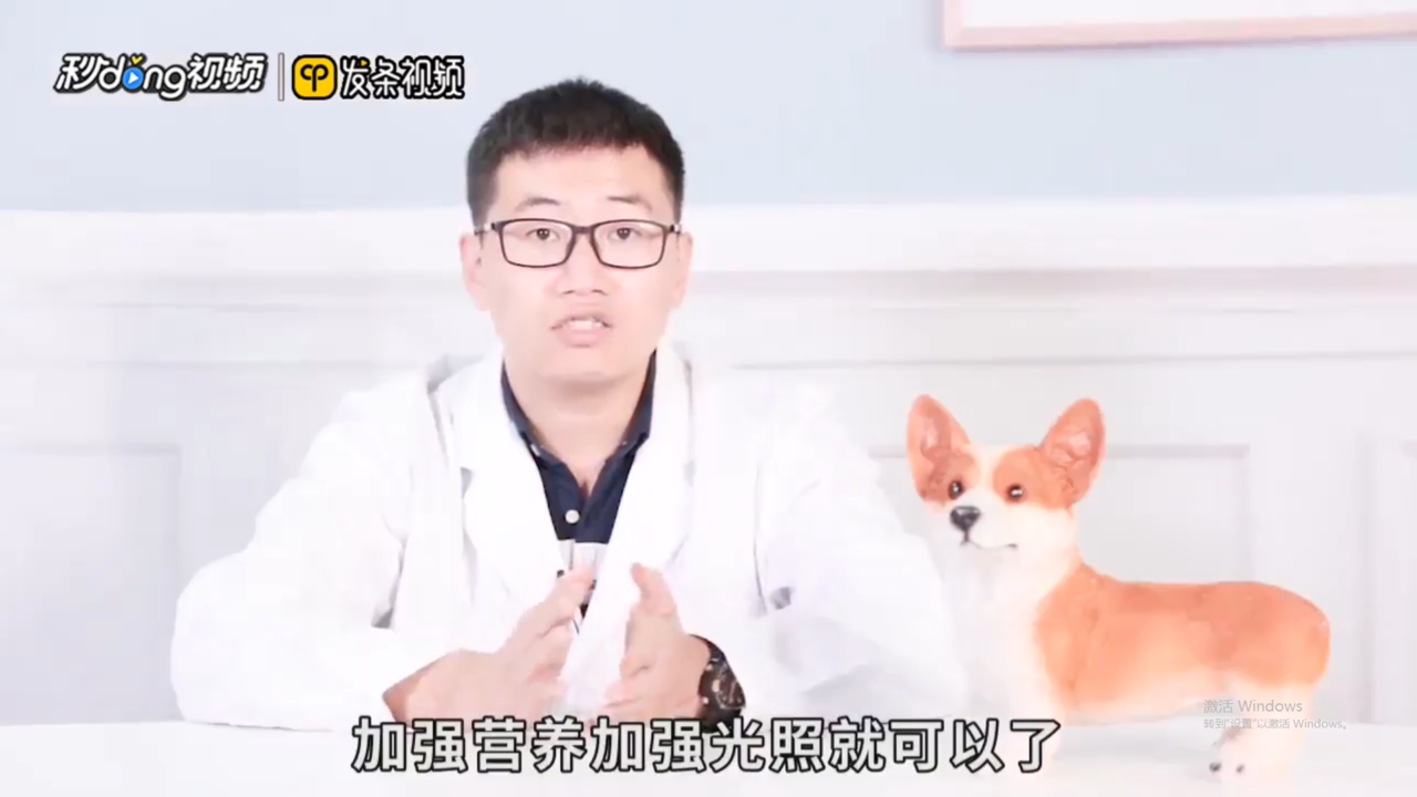 狗狗鼻子褪色是怎么回事