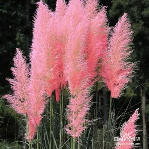 粉黛乱子草怎么才能养殖好?