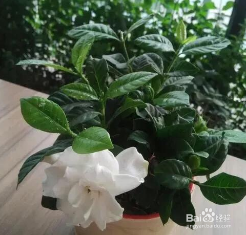 桅子花室内秋天怎么养护