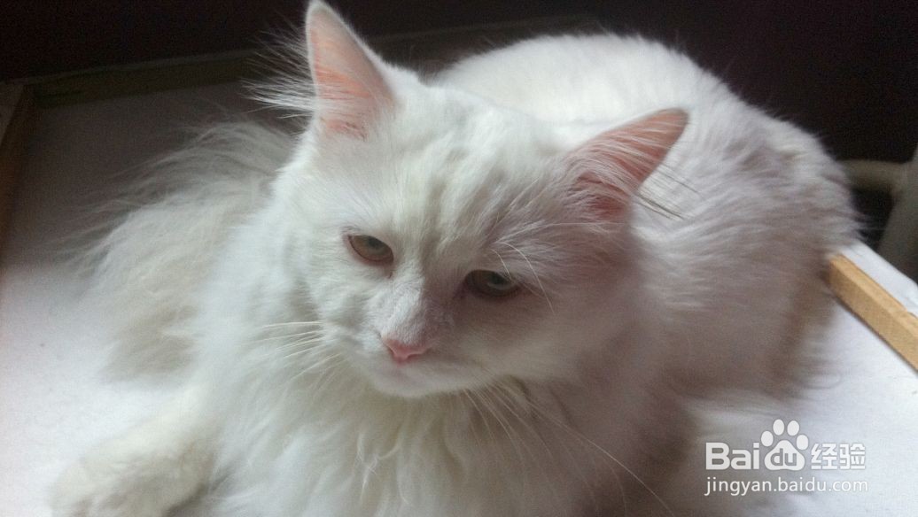 想带宠物猫一起乘火车出行，较为安全稳妥的方法
