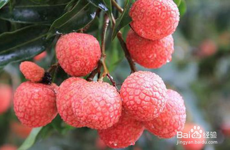 荔枝能不能多吃,多吃会有哪些坏处