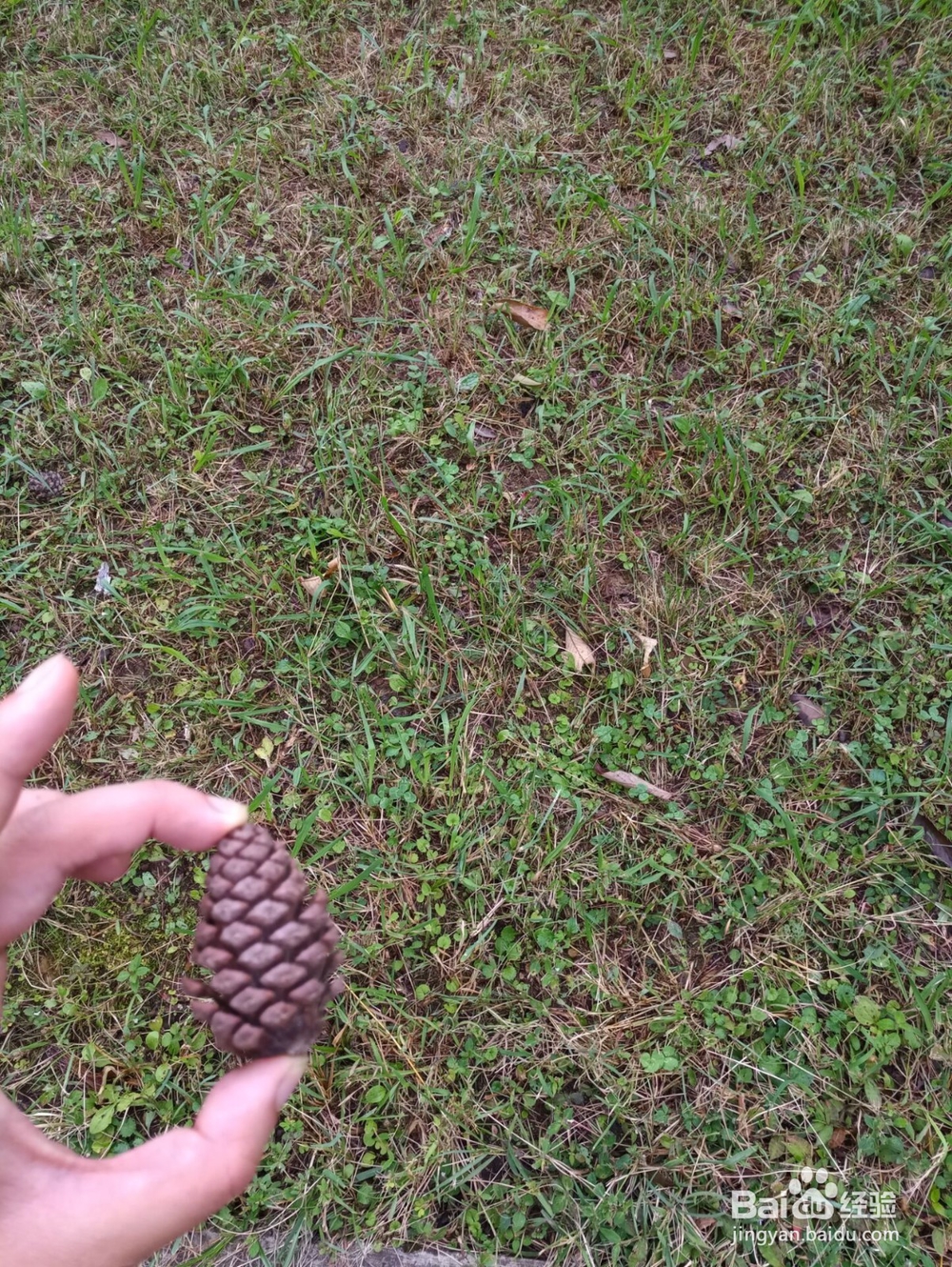 云南游之保山市太保山森林公园