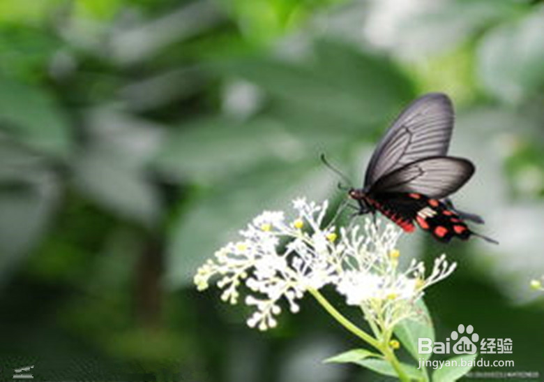 怎样照出完美照片