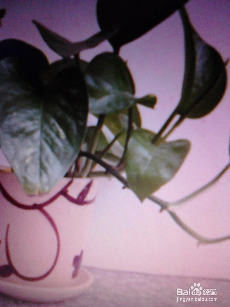 绿萝的养殖与繁殖技巧