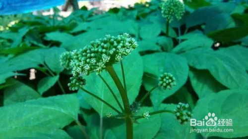 人参花茶 人参花价格 作用及食用方法 百度经验