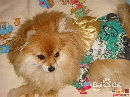 博美犬剪毛之后三种常见反应是什么 百度经验