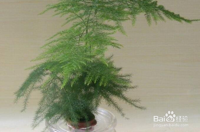 文竹怎么浇水