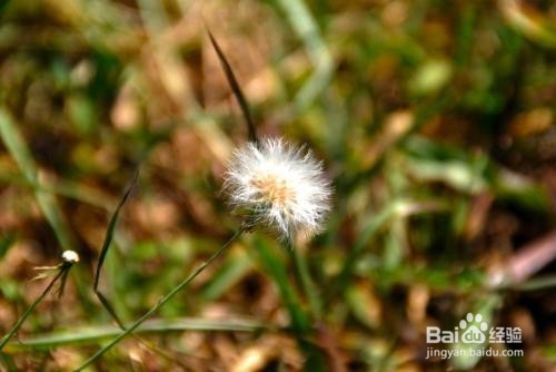 蒲公英的作用以及食用禁忌