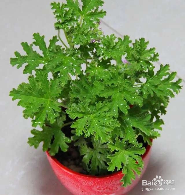 柳树全身都是宝,捡点回家养花,让植物疯狂生长