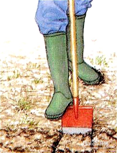 大丽花种植时间和方法