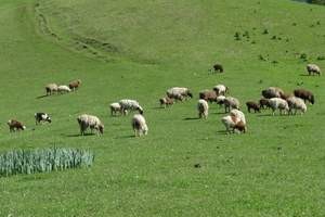 该去的七个新疆景点