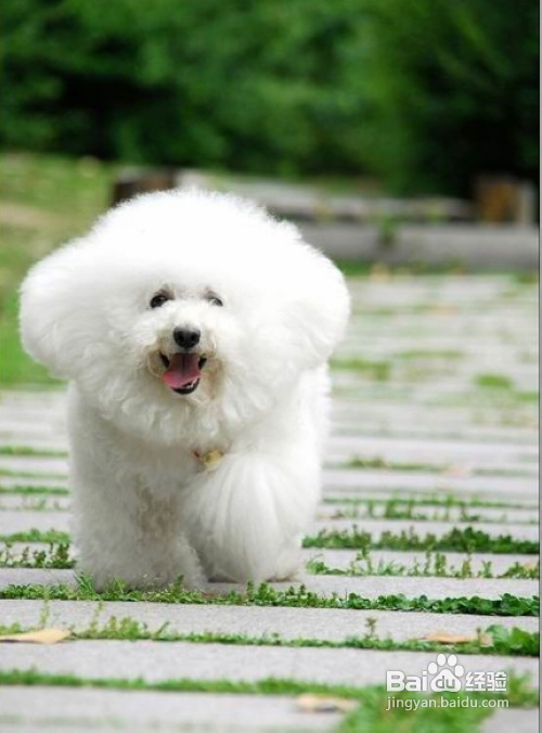 比熊幼犬四个培养重点是什么