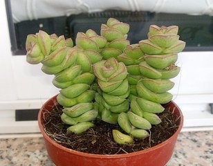 多肉植物钱串怎么养