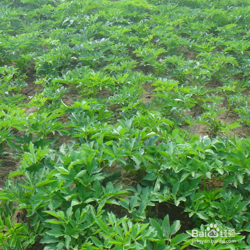 种植白芷需要哪些