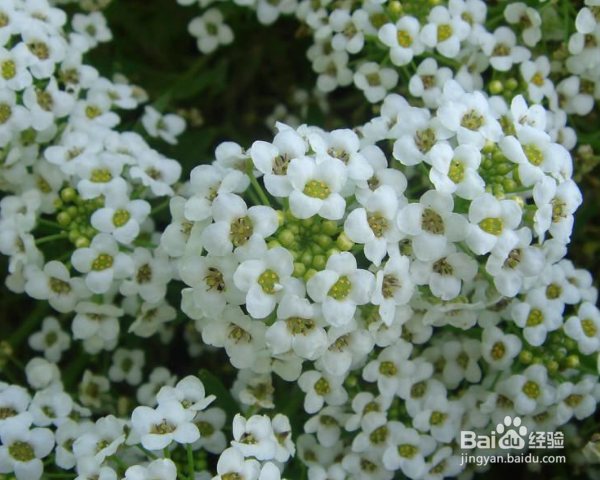 香雪球种植方法？