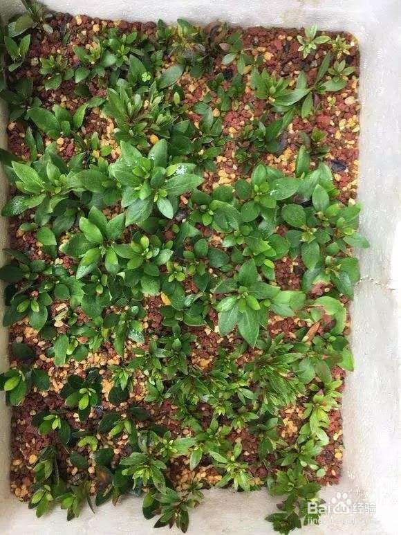 花谢后，剪下“花后枝”，插土里，来年花满盆！