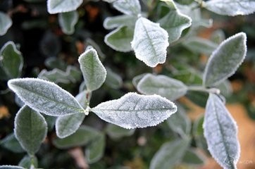 怎么控制牛皮癣的病情发展呢