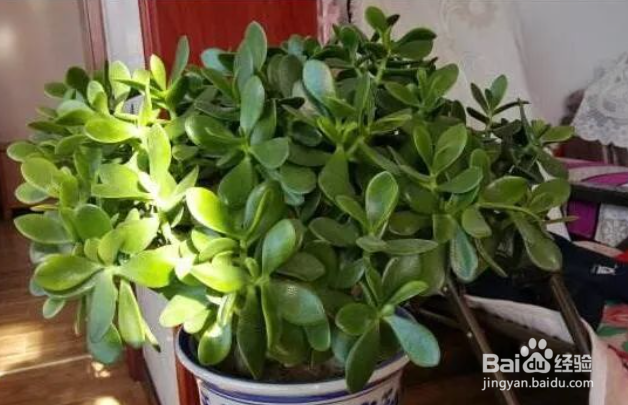 玉树老桩枝扦插生根最快方法