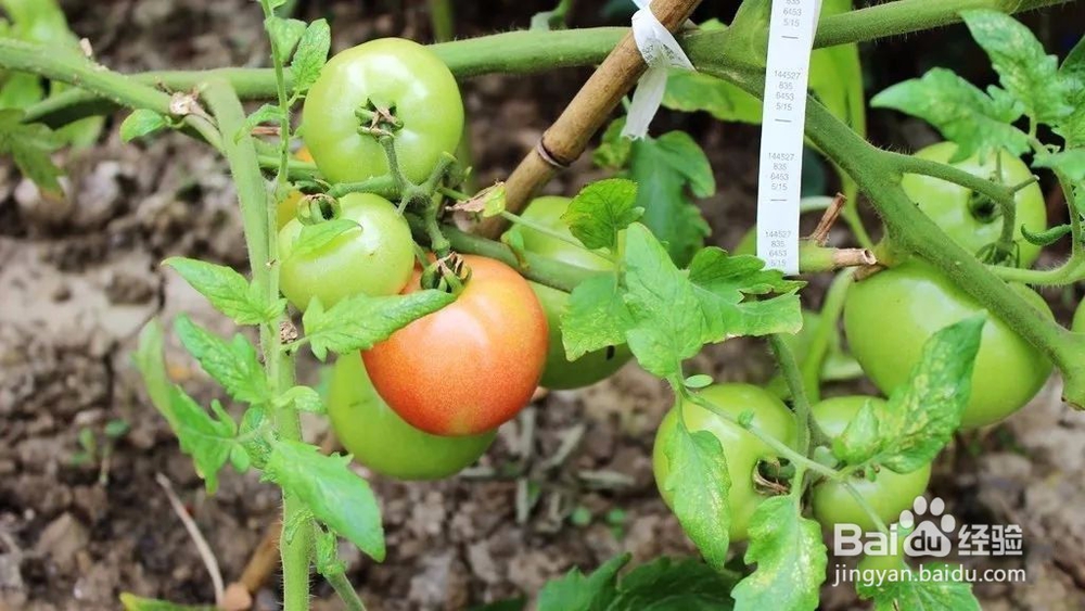 秋色渐浓,在香村遇见金色周庄